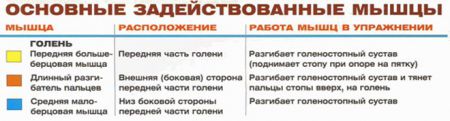 Подъемы носков - мышцы
