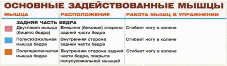 Сгибания ног стоя - мышцы