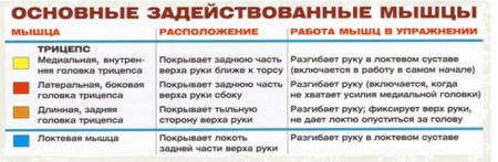 Французский жим EZ-штанги сидя - мышцы