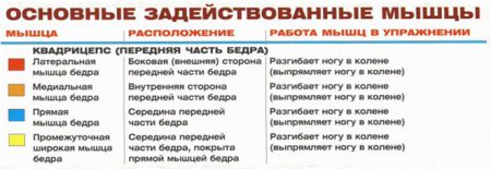 Разгибания ног - мышцы