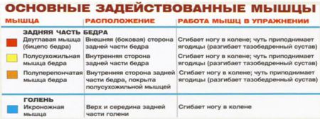 Сгибание ног лежа - мышцы