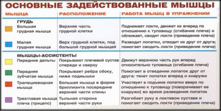 Жим штанги на наклонной скамье - мышцы