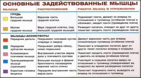 Жим гантелей на скамье с наклоном вверх - мышцы