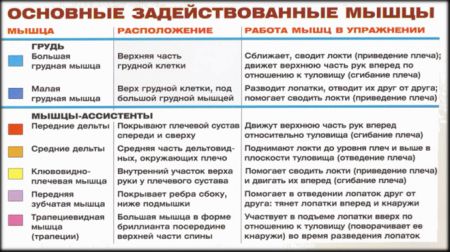Разведение гантелей на скамье с наклоном вверх - мышцы