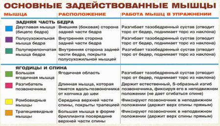 Становая тяга на прямых ногах - мышцы