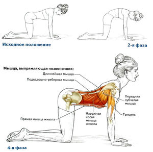 Упражнение потягивающаяся кошка