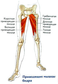 Приводящие мышцы бедра